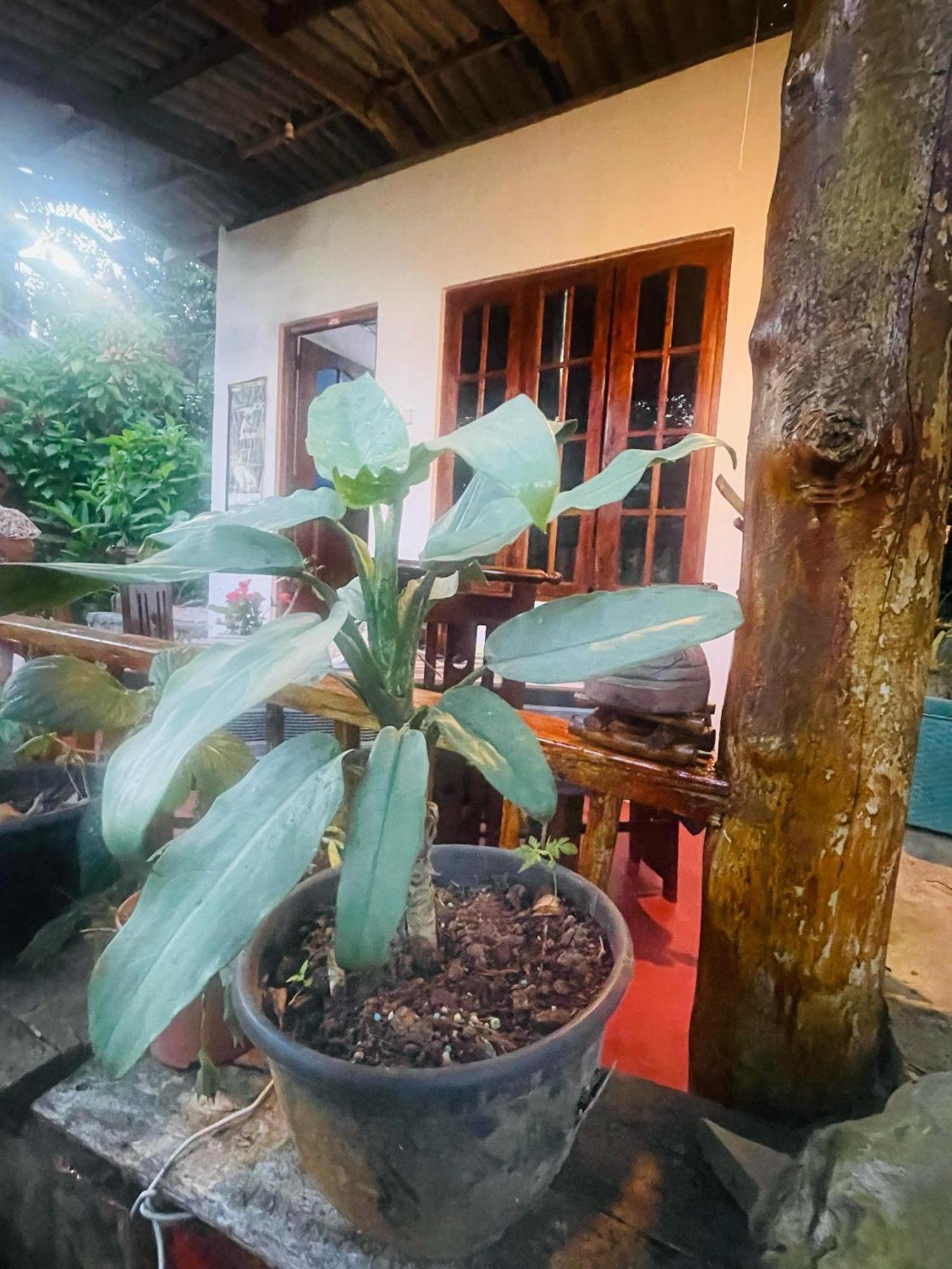 Hidden Gem Inn Procida Dış mekan fotoğraf